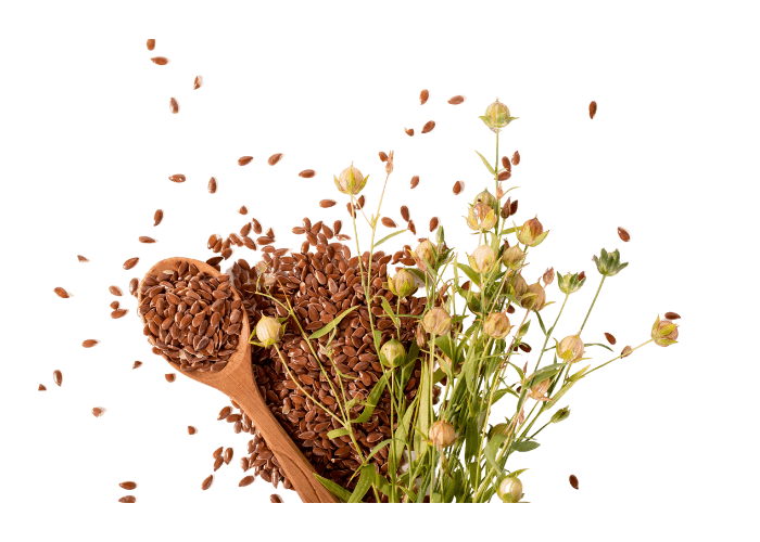 wooden spoon with seeds scattered and flowers laid out